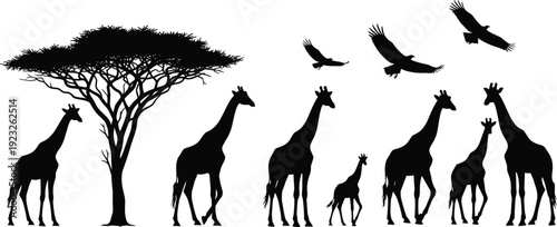 Savanna wildlife silhouette vector illustration, giraffe and bird drawings, black and white line art, African nature design elements