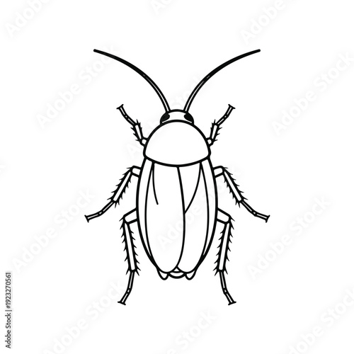 Cockroach Insect Illustration
