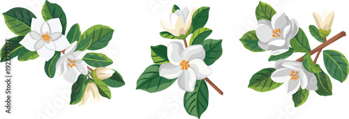 White magnolia flower branches illustration with green leaves, botanical floral collection, elegant spring nature design isolated on white background