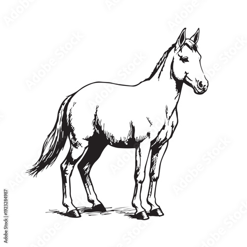 Horse Sketch Line Drawing Illustration, Stallion Animal Vector Art, Equestrian Horse Clipart Design, Vintage Hand Drawn Horse Graphic, Black White Horse Outline Pack, Farm Animal Illustration Collecti