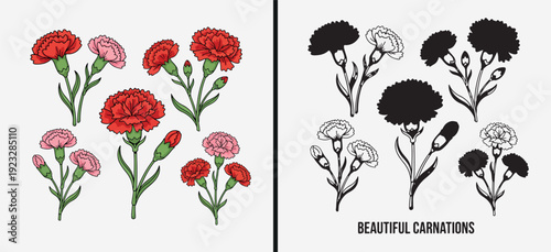 carnation flower vector illustration, hand drawn floral design artwork, botanical sketch collection, romantic blossom graphic set, decorative garden plant art