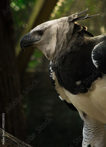 Konstfotografi Harpy Eagle