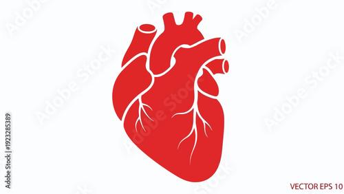 Human Heart Anatomy Illustration.