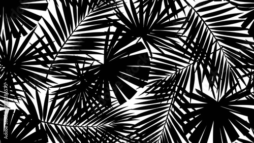 Black Palm Tree Leaf Pattern.