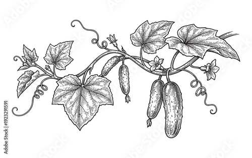 illustration of cucumbers growing on a vine with leaves and flowers.
