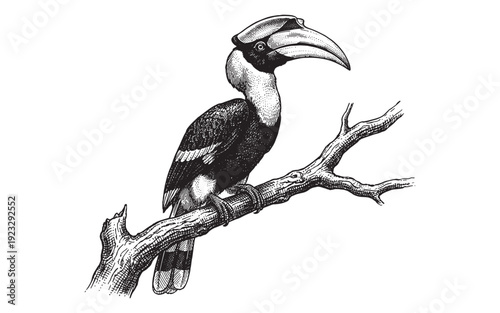 tropical hornbill bird perched on a tree branch engraving vector illustration
