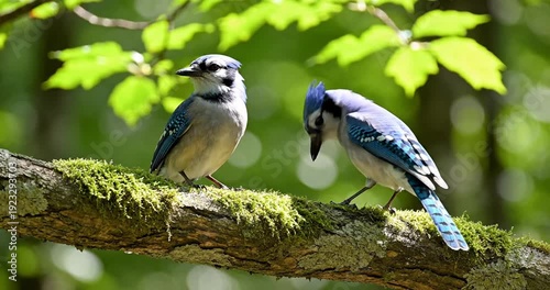 Wallpaper Mural Two blue jays perched on a moss-covered branch amidst vibrant green foliage in a forest Torontodigital.ca