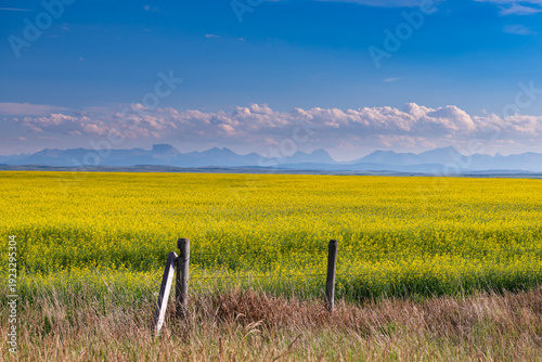 Canola Field With Rustic Fence and Distant Rocky Mountains Under Blue Sky