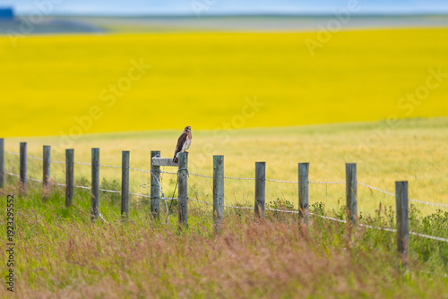 Swainson's Hawk (Buteo swainsoni)