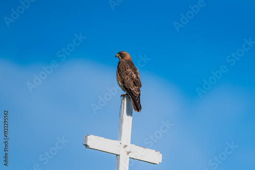 Swainson's Hawk (Buteo swainsoni) on catholic church cross.