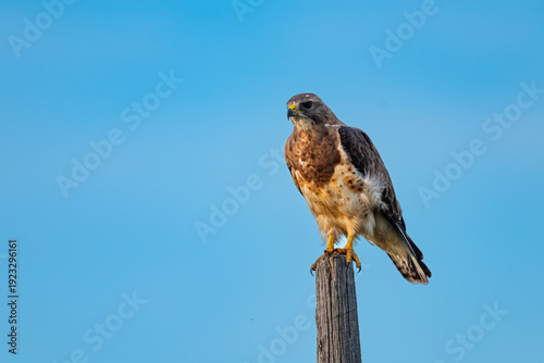 Swainson's Hawk (Buteo swainsoni)