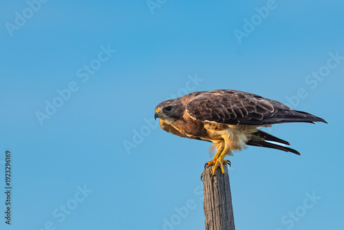 Swainson's Hawk (Buteo swainsoni)
