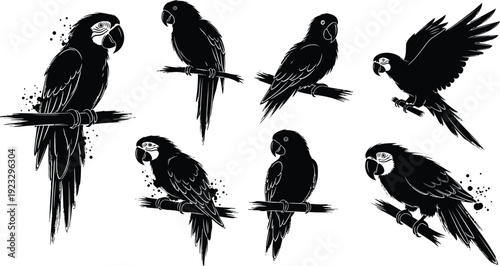 Parrot Illustration Set: A set of parrot illustrations perched on branches in various poses, the silhouettes and brushstrokes adding a touch of artistic flair.