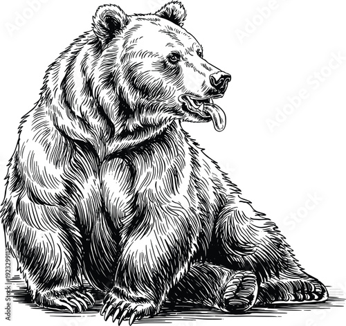 Detailed hand drawn grizzly bear sitting illustration in vintage woodcut style, wild forest animal sketch, CAD drawing flat vector illustration for nature designs.