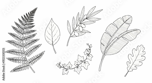 Collection of various leaf illustrations showcasing different shapes and structures in a detailed black and white line art style
