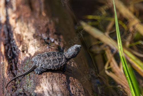 Fotografie soil-colored tiny snapping turtle hatchling on a log