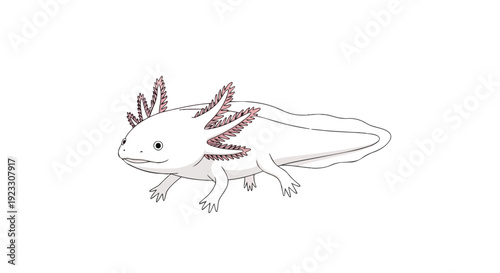 Charming white axolotl illustration with prominent pink gills, showcasing a unique freshwater amphibian with a serene expression and charm.