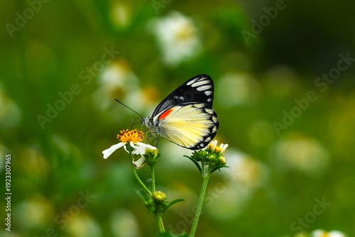 Close up of a Delias belisama butterfly, commonly known as the Sunda Jezebel, perched on a wildflower.