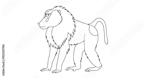 A clear line art depiction of a strong baboon in profile, standing on a white background. This image is excellent for educational use, animal