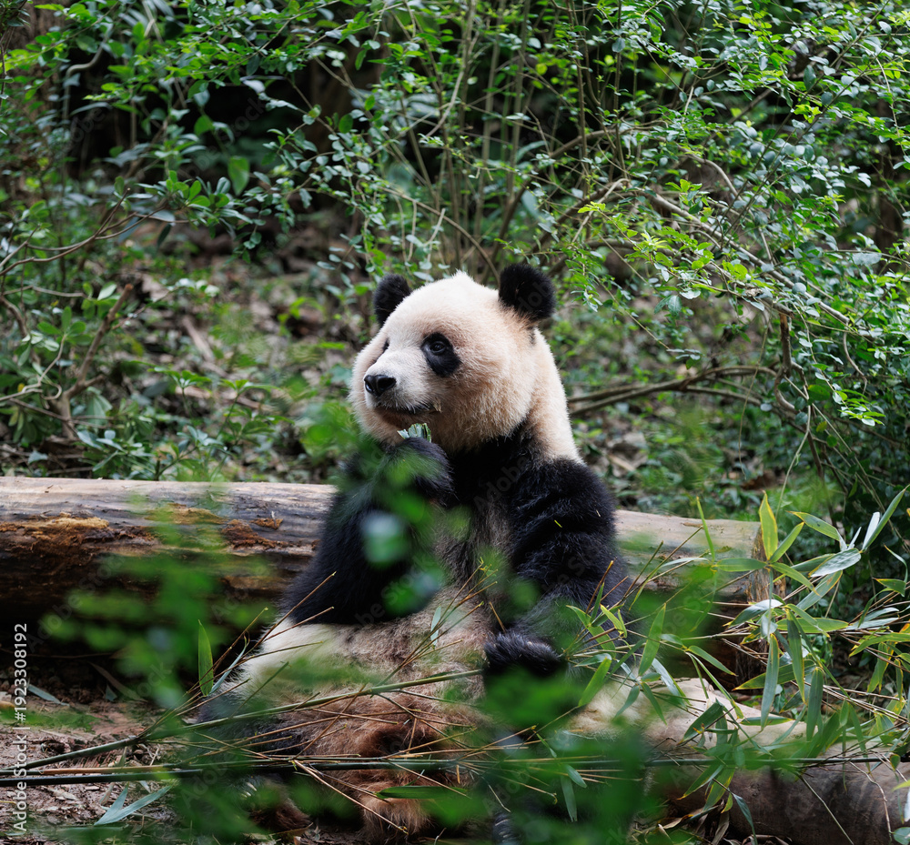 Fototapeta premium One giant panda in the zoo
