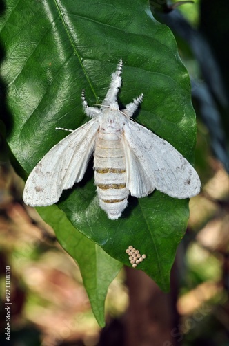 white butterfly on leaf