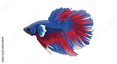 A vibrant digital illustration of a colorful Siamese fighting fish showcasing its majestic flowing red and blue fins against a crisp white