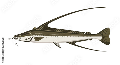 An elegant illustration of an aquatic creature, showcasing its sleek form, prominent barbels, and remarkably elongated dorsal fin gracefully