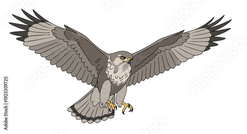 Dynamic avian predator illustration showcasing a majestic hawk in full flight with powerful wings outstretched and keen eyes focused a striking
