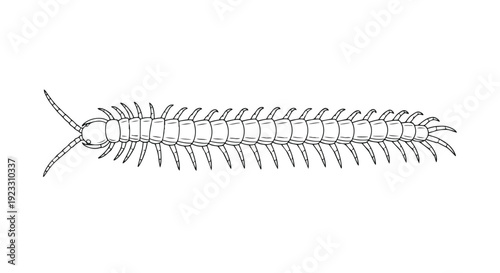 Detailed line drawing of a predatory centipede showcasing its elongated segmented body and numerous legs in a scientific illustration style perfect