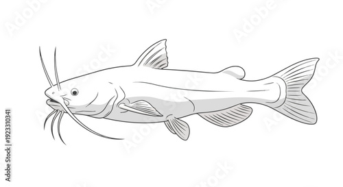 A detailed line art illustration of a freshwater catfish, showcasing its characteristic elongated barbels, powerful fins, and sleek body in a