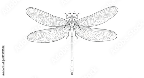 Detailed black and white line art illustration of a graceful dragonfly in flight, showcasing its intricate wing patterns and slender body with