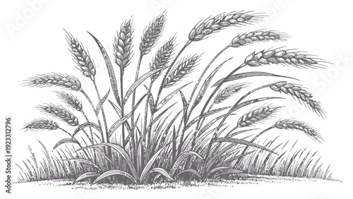 Detailed illustration of wheat stalks in a field