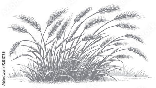 Elegant wheat stalks swaying gently in the breeze outdoors