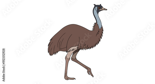Distinctive Australian Emu Walking Gracefully Against a Pure White Background Vector Illustration