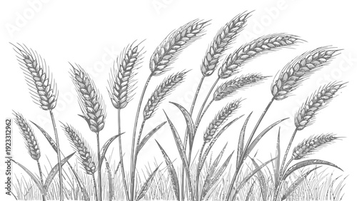Elegant wheat stalks swaying gently in the breeze