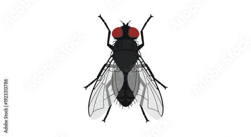 Vector illustration of a housefly with prominent red eyes on a clean white backdrop a detailed insect graphic