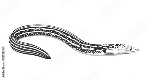 Monochromatic illustration depicting a sinuous moray eel with unique intricate patterns, a fascinating oceanic creature gracefully curving in
