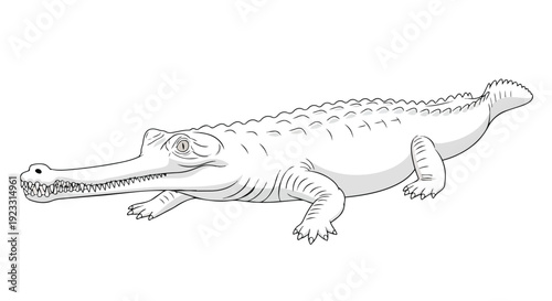 Detailed line art of a fascinating gharial, illustrating its elongated snout and formidable teeth with precision. An engaging graphic resource
