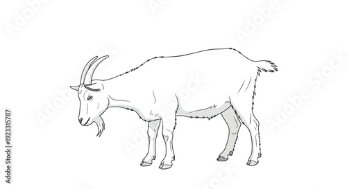 Detailed monochromatic illustration of a standing domestic goat, ready for various design applications