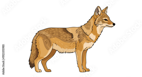 Detailed illustration of a North American coyote standing alert in profile showcasing its distinctive earthy fur and keen features on a clean white