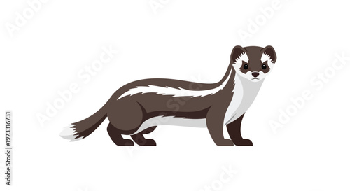 Charming vector illustration of an alert mustelid animal, resembling a stoat or weasel, showcasing its sleek brown and white fur pattern with