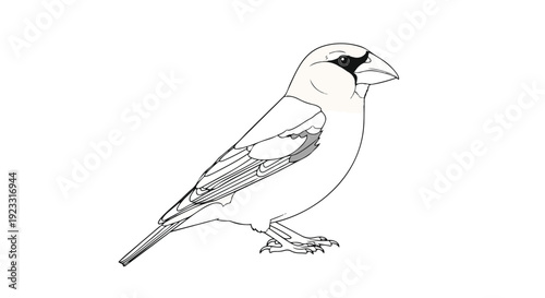 Crisp monochrome illustration of a stout-billed passerine bird, highlighting its unique facial mask and powerful conical beak, rendered in clean