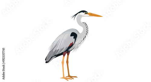 Graceful grey heron vector illustration showcasing distinctive features of a wading bird on clean background