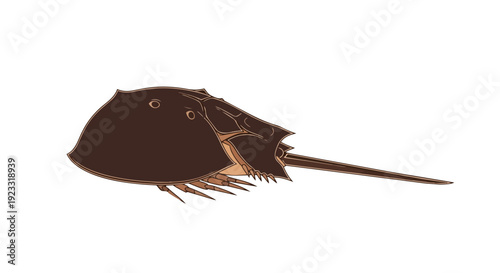Ancient marine arthropod illustration, depicting its unique armored form and distinctive telson in a simplified vector style against a clean