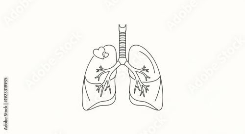 Human lungs with heart and trachea detailed line drawing medical illustration anatomy
