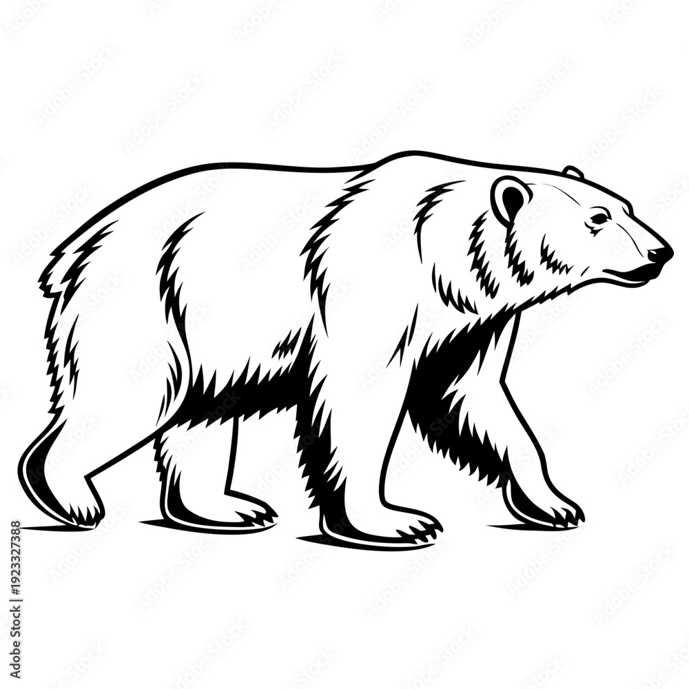 Fototapeta premium polar bear vector illustration