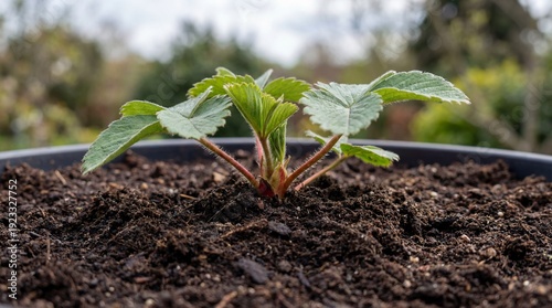 A vibrant strawberry plant ...