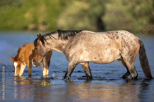 Photos Mustang wild horse Bay Roan stallion with chestnut baby colt reflecting in the S