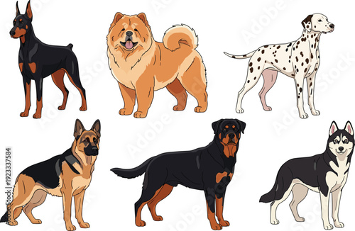 Flat Vector Illustration Set of Diverse Purebred Dog Breeds Including German Shepherd, Husky, Dalmatian, and Rottweiler for Pet Care and Veterinary Designs