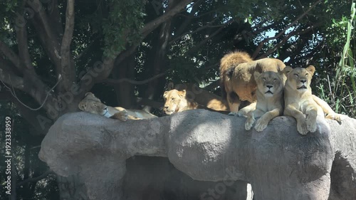 group of lions resting on a huge rock.